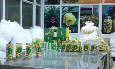 Đổi mới sáng tạo đánh thức nguồn gen quý trà hoa vàng Cúc Phương