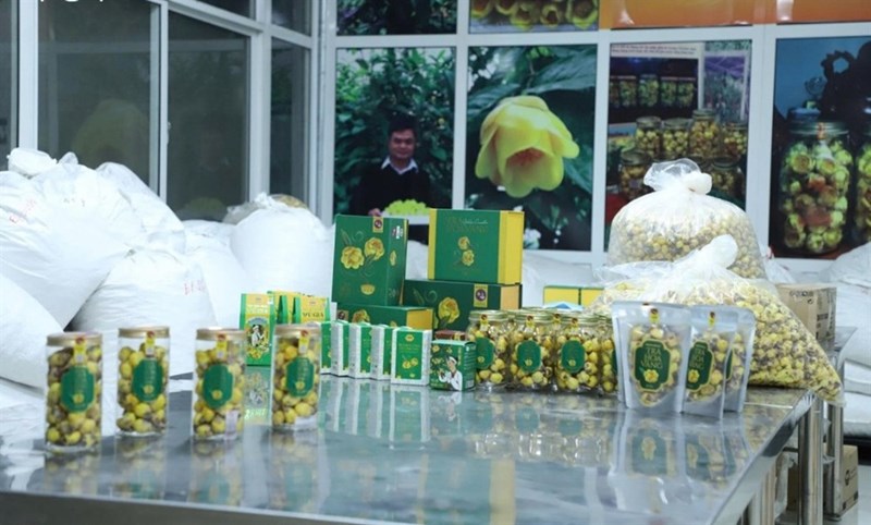 Đổi mới sáng tạo đánh thức nguồn gen quý trà hoa vàng Cúc Phương